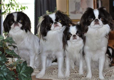 Rules of the Jungle: Japanese chin puppies