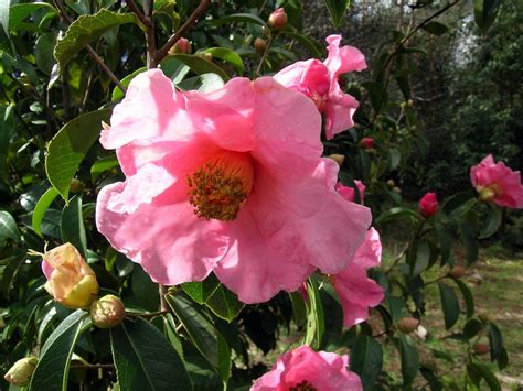 Camellia reticulata - Trees and Shrubs Online