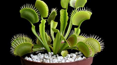 Why You Should Add Carnivorous Plants to Your Collection | Architectural Digest