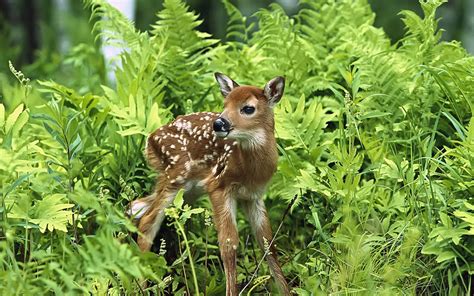 A sweet baby deer in the grass in forest Wallpaper Download 5120x3200