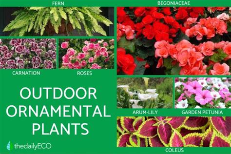 Ornamental Outdoor Plants