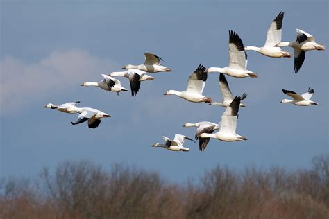 Migrating birds from Poland may pose bird flu threat in Lithuania - LRT