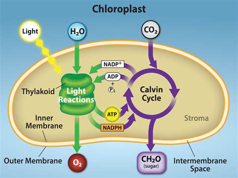 Biology's most important equation: "carbon dioxide + water → glucose + oxygen." - Big Think