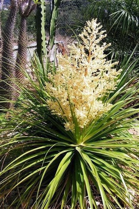 Floração da palmeira Pata-de-elefante (Beaucarnea recurvata) | Palmeira ...