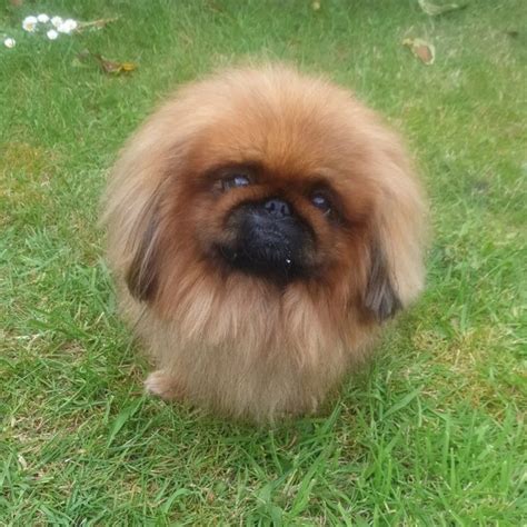 14 Pekingese Colors And Color Combinations, And 7 Markings