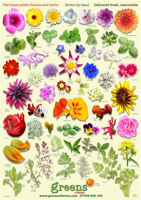 Examples Of Edible Flower Diagrams Edible Flowers Chart