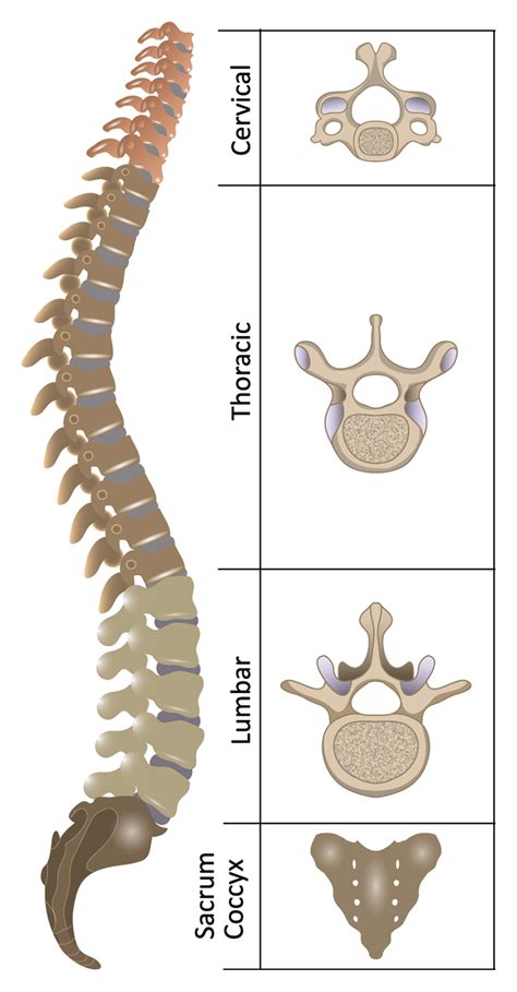 Major bones Jeopardy Template