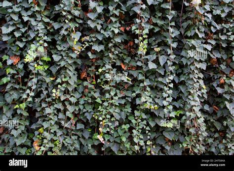 Wall with climbing ivy - natural background Stock Photo - Alamy