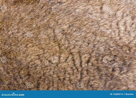 Camel fur stock photo. Image of close, abstract, wallpaper - 16680514