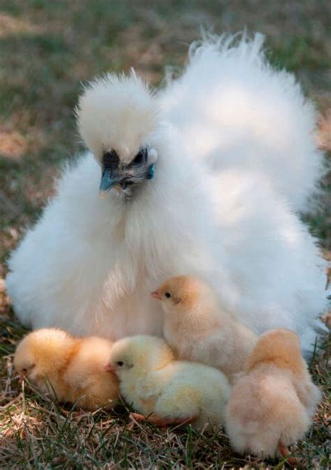 Incubating and hatching Silkie eggs - Scrumptious Silkies | Pollos ...