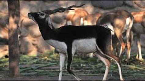 Blackbuck count at Abohar sanctuary in Punjab going down, reveals wildlife census - Hindustan Times