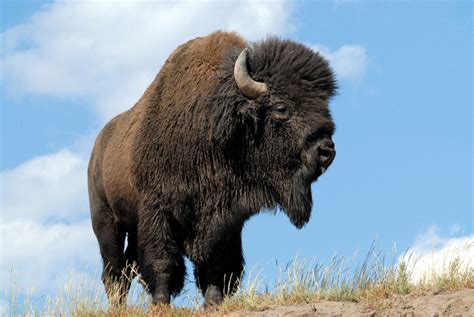 Beautiful Bison, Bears & Thanks Now | BeautifulNow