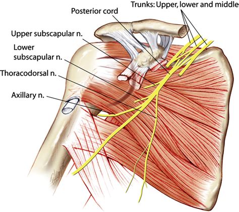 Human cadaveric study of subscapularis muscle innervation and guidelines to prevent denervation ...