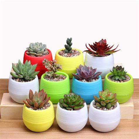 CARRYWON Pot For Flower Mini Colorful Round Plastic Plant Flower Pots ...