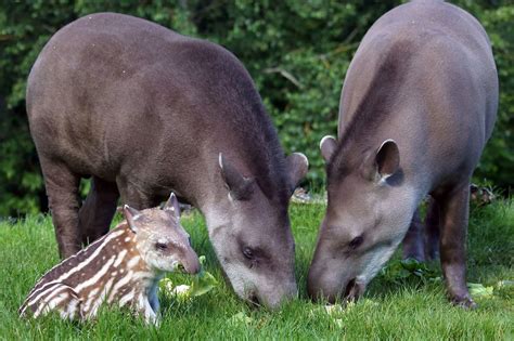 Tapir | Wild Life World