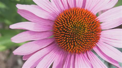 Unlocking The Secrets Of Echinacea Goldenseal: 7 Benefits, Dosage, Side Effects, And More