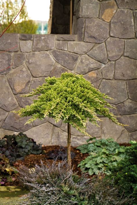 How To Create Beautiful Landscaping Around Your Home | Japanese garden plants, Dwarf trees for ...