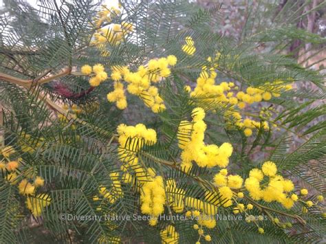 Diversity Native Seeds » Blog Archive » Acacia decurrens. early black wattle