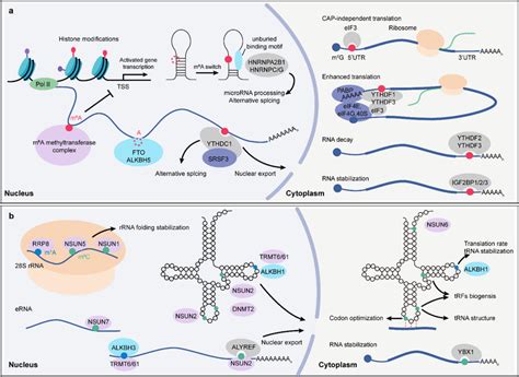 Regulation of RNA methylation in gene expression. a m⁶A is ...