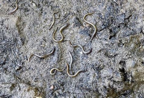 ODFW seek fines of $27.6 million for unlawful killing of Pacific Lamprey | Native Fish Society