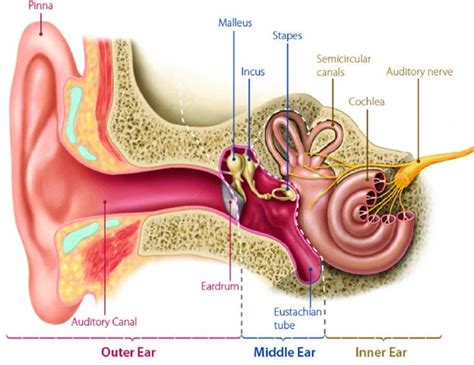 The association between tinnitus, the neck and TMJ - MSK Neurology