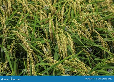 Rice in paddy stock photo. Image of ripe, paddy, natural - 74271476