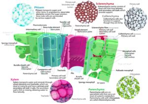 Permanent Tissues: Simple & Complex Permanent Tissue with Examples