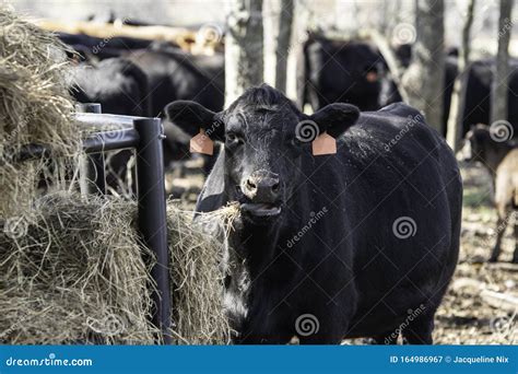 Angus Cow Eating at Hay Feeder Stock Image - Image of animal, veterinarian: 164986967