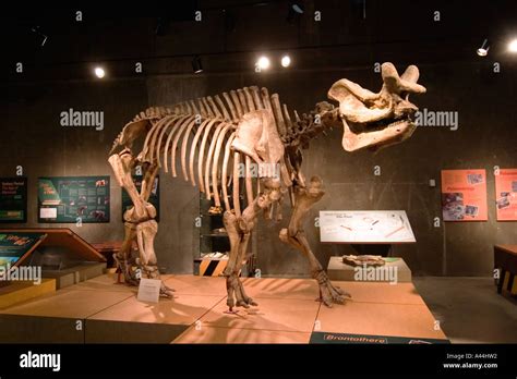 Skeleton at the T Rex Discovery center in Eastend Saskatchewan Canada ...