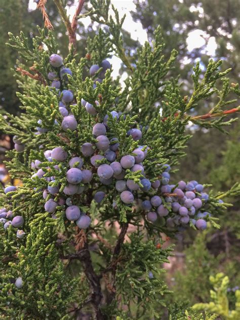 If you’ve ever tasted gin, you know what juniper berries taste like ...