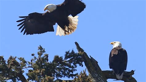 American bald eagle population surging, now common sighting