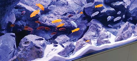 THE FASCINATING WORLD OF LAKE MALAWI CICHLIDS