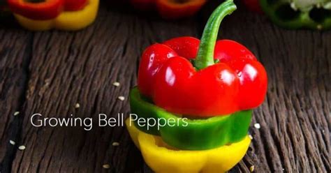 Tips On Growing Bell Peppers For Gardening Beginners