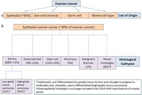 Serous Ovarian Cancer Prognosis - CancerWalls