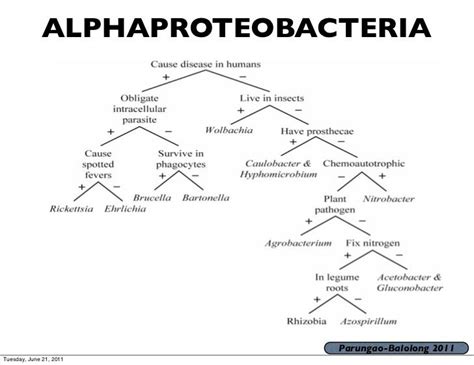 Alphaproteobacteria - Alchetron, The Free Social Encyclopedia