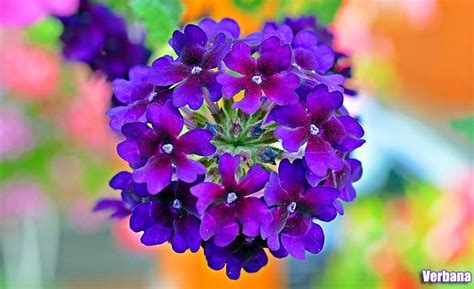 25 Pretty Purple Flowers | Tall & Small Purple Flower Plants