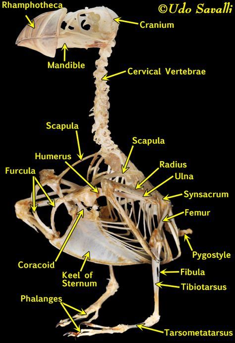 Puffin Skeleton Labeled | Misc. | Skeleton, Skeleton labeled, Birds