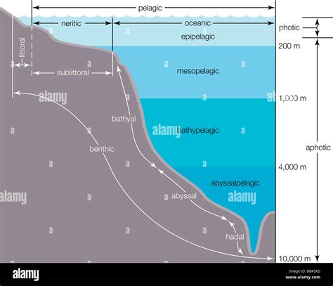 Zonation of the ocean. Note that in the littoral zone the water is at the high-tide mark Stock ...