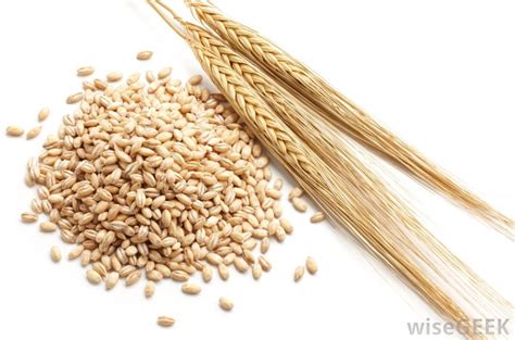 What is Barley Flour? (with pictures) | Barley grain, Barley flour, Barley