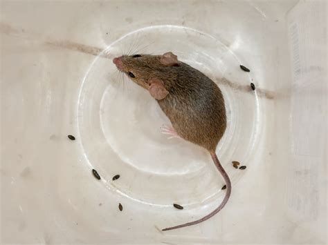 What Does Rat Poop Look Like? (Shape, Size, Color, Texture) - What Kills It