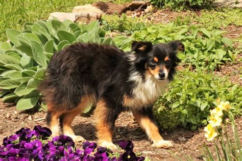 Mini Australian Shepherd Puppy | Shepherd puppies, Australian shepherd puppy, Australian shepherd