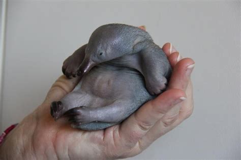 Echidna Puggle Gif