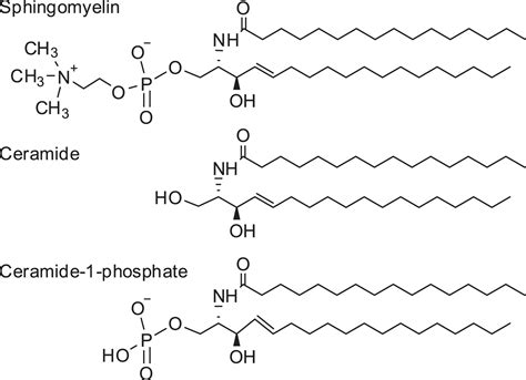 Ceramide Structure