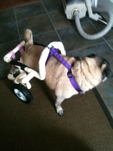 Dog Wheelchair - Instructables