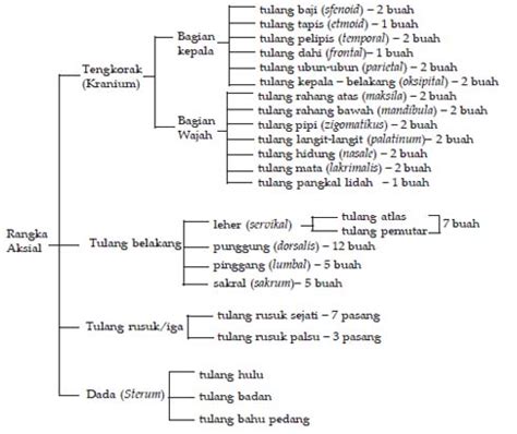 Rangka Aksial | Siswapedia