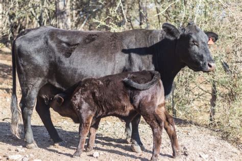 Brangus Cattle: Characteristics, Origin, Pros & Cons & More - Cattle Daily