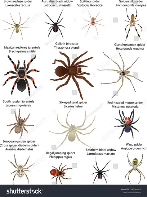 Different Types Of House Spiders | My XXX Hot Girl