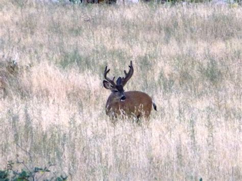 Brian and Ashley's Hiking Blog!: Wildlife Pictures from Cuyamaca Rancho ...