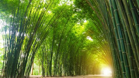 Tunnel bamboo tree with sunlight. 10718168 Stock Photo at Vecteezy