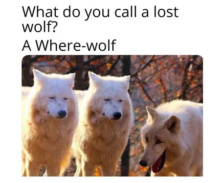 15 Wolf Memes That Will Make You Howl with Laughter - Chameleon Memes ...